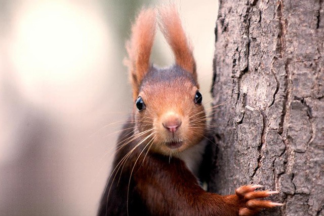 Fotografía en el parque de Madrid